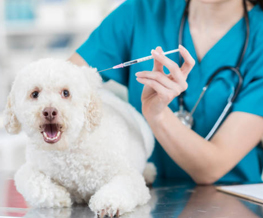 dog vaccinations in Chelsea