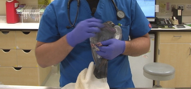 bird regular veterinary hospital in Clarkson dispensary