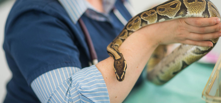  vet care for reptiles surgery in Bellport