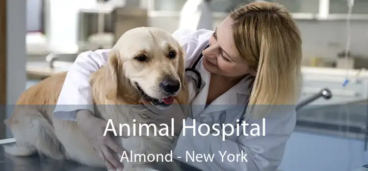 Animal Hospital Almond - New York