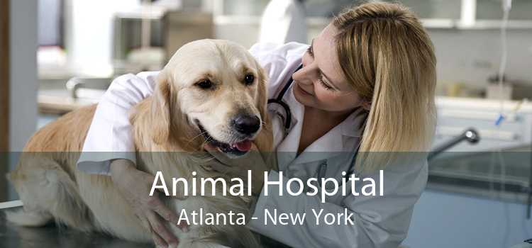 Animal Hospital Atlanta - New York