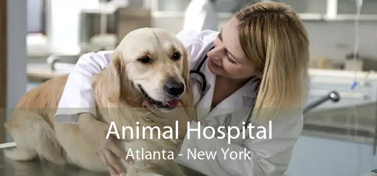 Animal Hospital Atlanta - New York