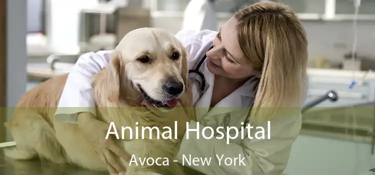 Animal Hospital Avoca - New York