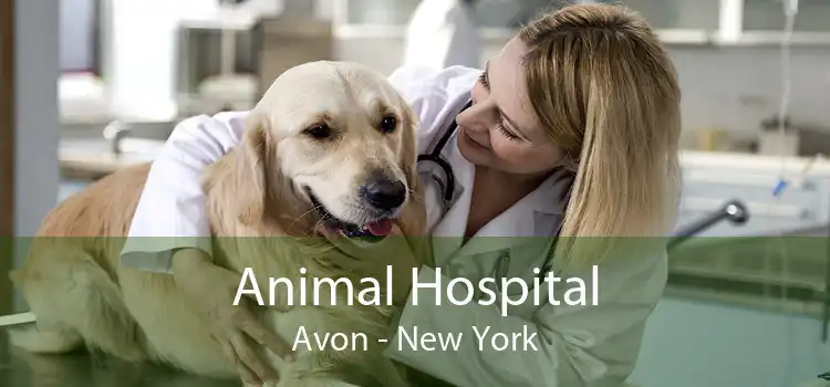 Animal Hospital Avon - New York