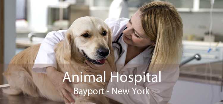 Animal Hospital Bayport - New York