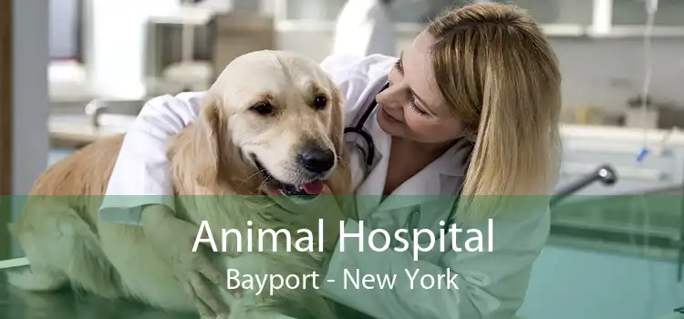 Animal Hospital Bayport - New York