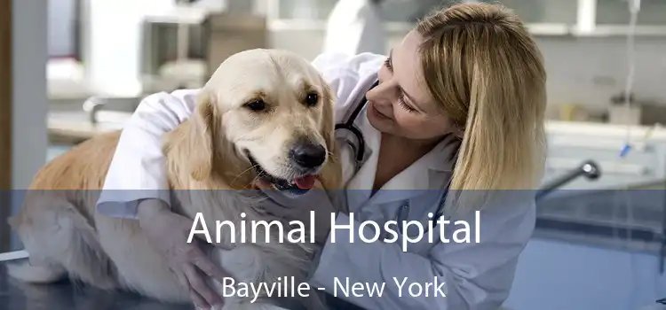 Animal Hospital Bayville - New York