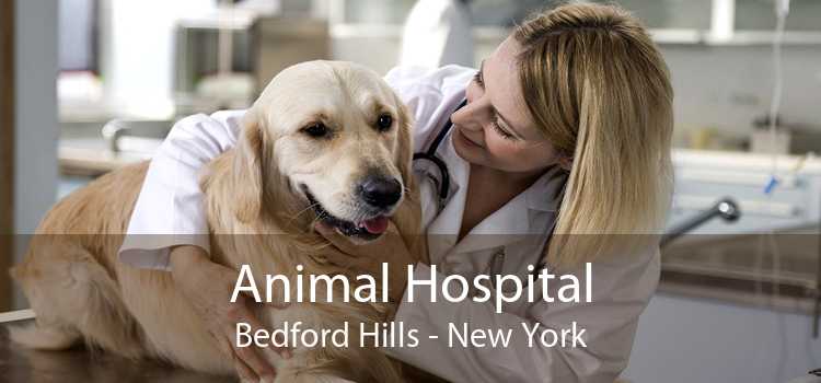 Animal Hospital Bedford Hills - New York