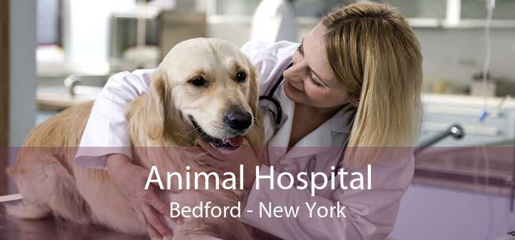 Animal Hospital Bedford - New York
