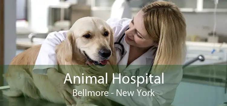 Animal Hospital Bellmore - New York
