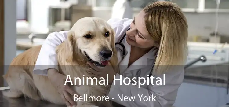 Animal Hospital Bellmore - New York