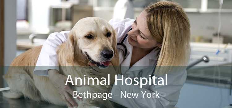 Animal Hospital Bethpage - New York