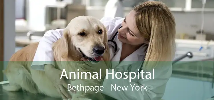 Animal Hospital Bethpage - New York