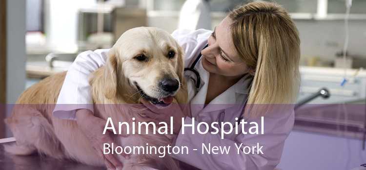Animal Hospital Bloomington - New York