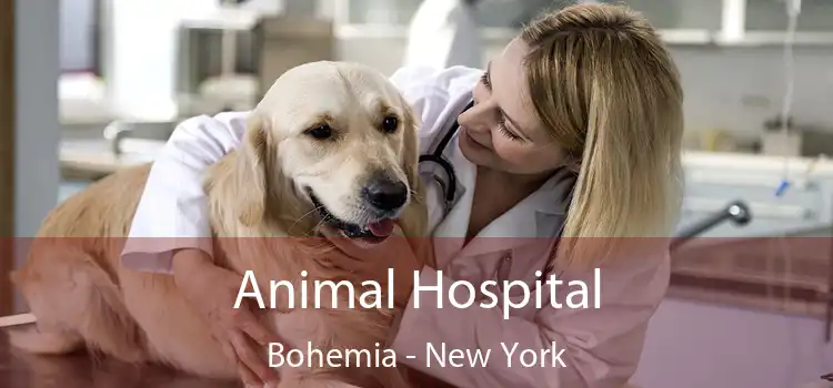 Animal Hospital Bohemia - New York