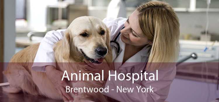 Animal Hospital Brentwood - New York