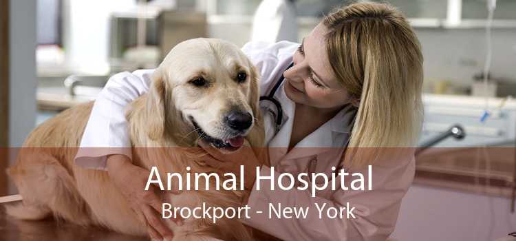 Animal Hospital Brockport - New York
