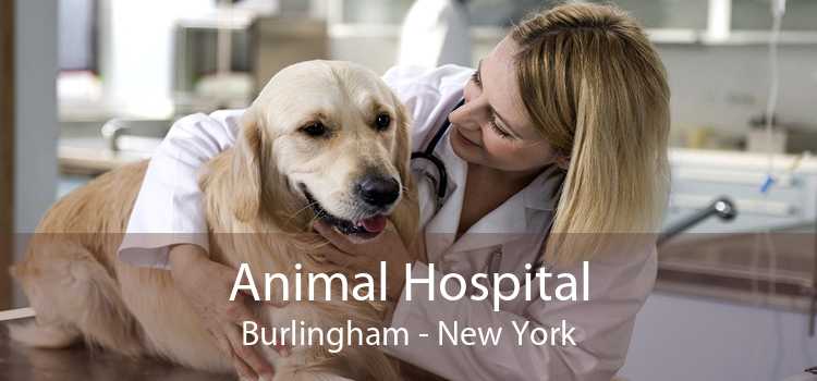 Animal Hospital Burlingham - New York