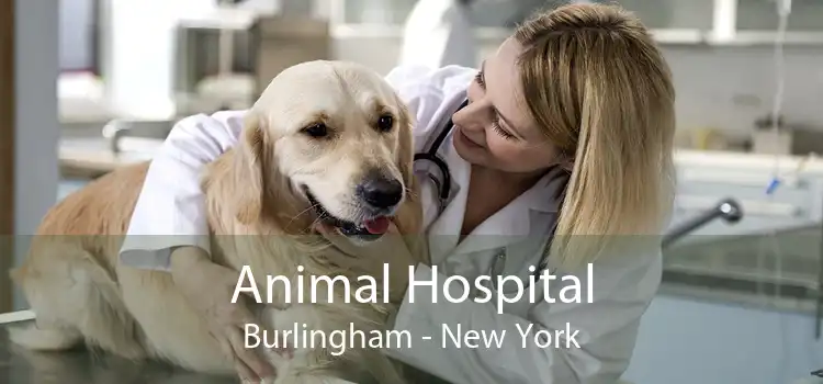 Animal Hospital Burlingham - New York