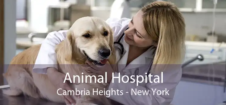 Animal Hospital Cambria Heights - New York