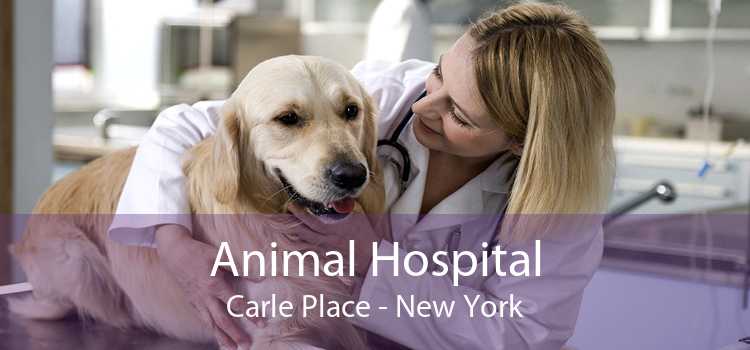 Animal Hospital Carle Place - New York