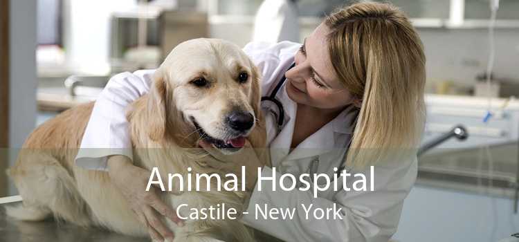 Animal Hospital Castile - New York