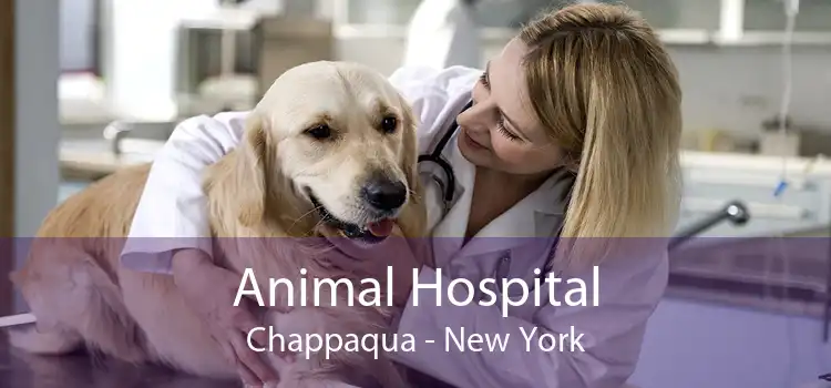 Animal Hospital Chappaqua - New York