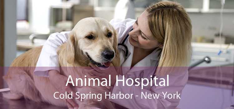 Animal Hospital Cold Spring Harbor - New York