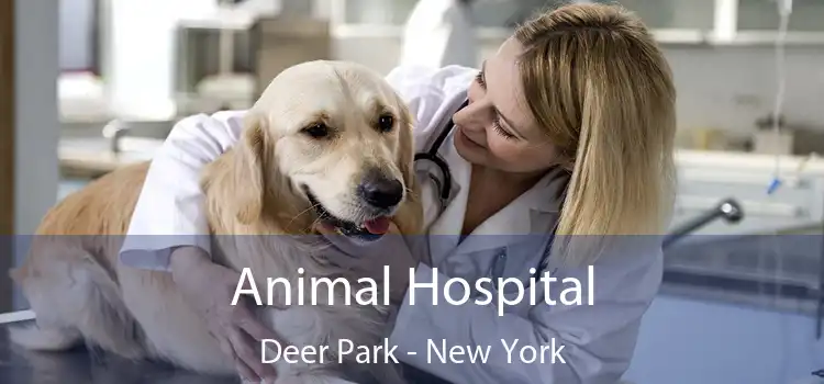 Animal Hospital Deer Park - New York