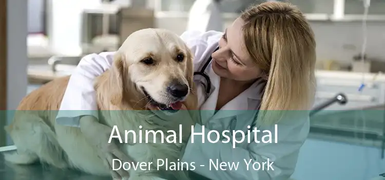 Animal Hospital Dover Plains - New York