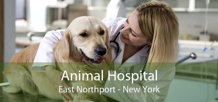Animal Hospital East Northport - New York