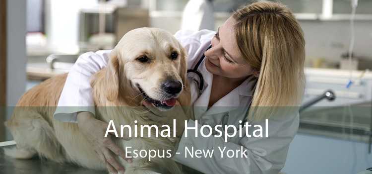 Animal Hospital Esopus - New York