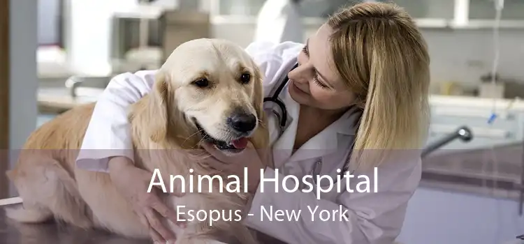 Animal Hospital Esopus - New York