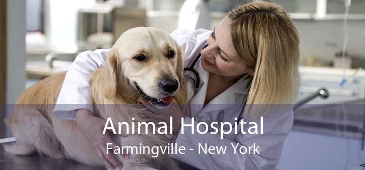 Animal Hospital Farmingville - New York