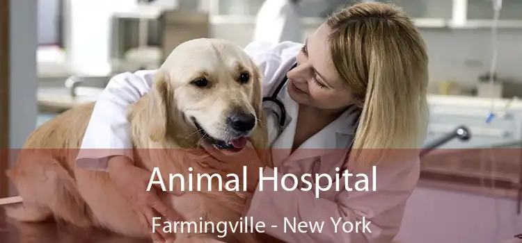 Animal Hospital Farmingville - New York