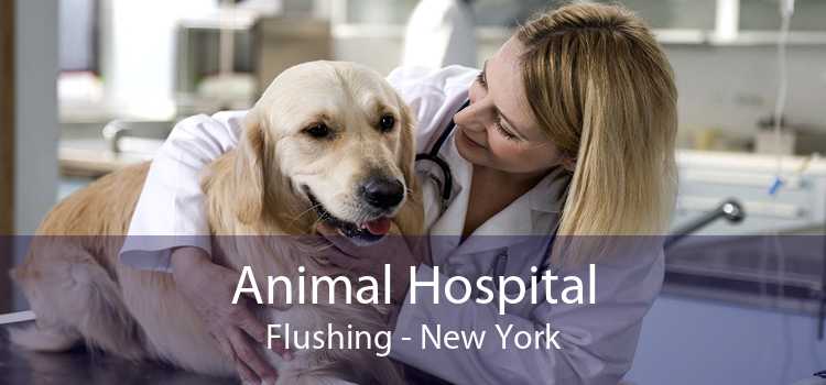 Animal Hospital Flushing - New York