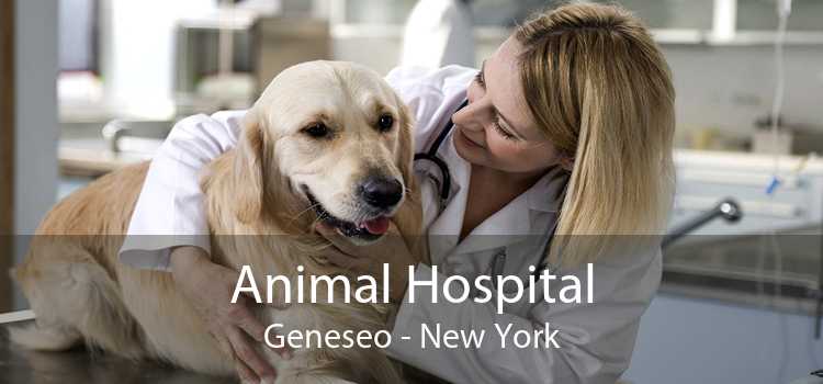 Animal Hospital Geneseo - New York