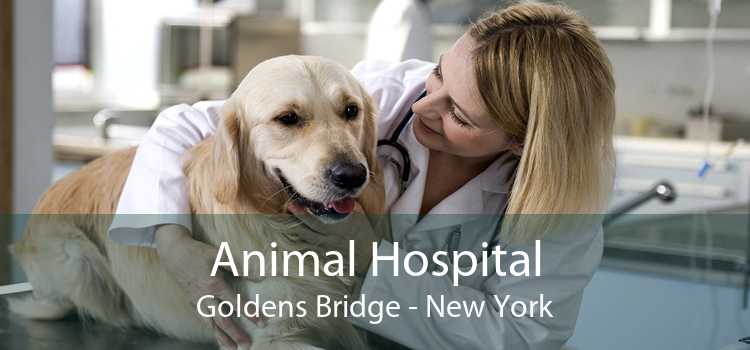 Animal Hospital Goldens Bridge - New York