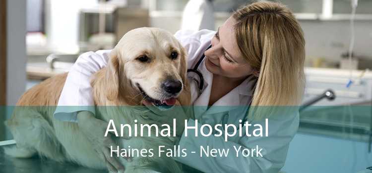 Animal Hospital Haines Falls - New York