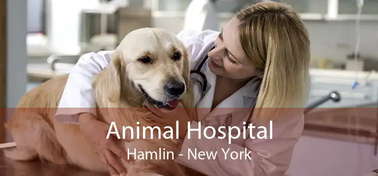 Animal Hospital Hamlin - New York