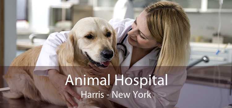 Animal Hospital Harris - New York