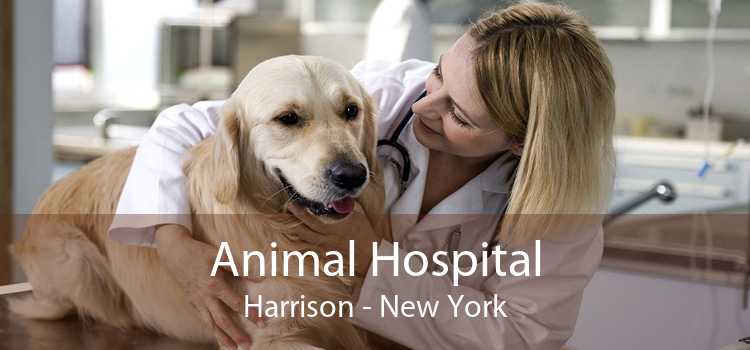 Animal Hospital Harrison - New York