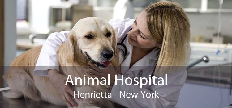 Animal Hospital Henrietta - New York