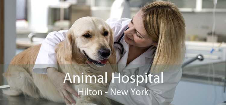 Animal Hospital Hilton - New York