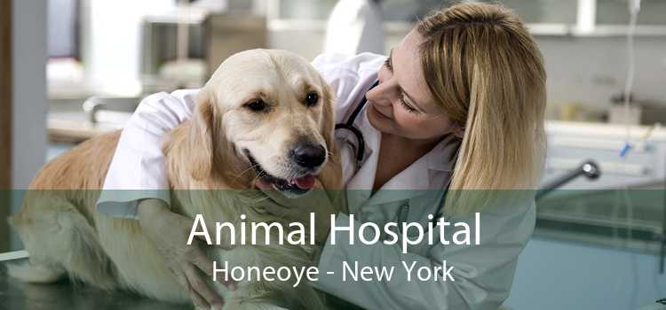 Animal Hospital Honeoye - New York