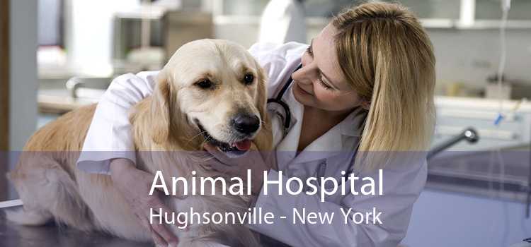 Animal Hospital Hughsonville - New York