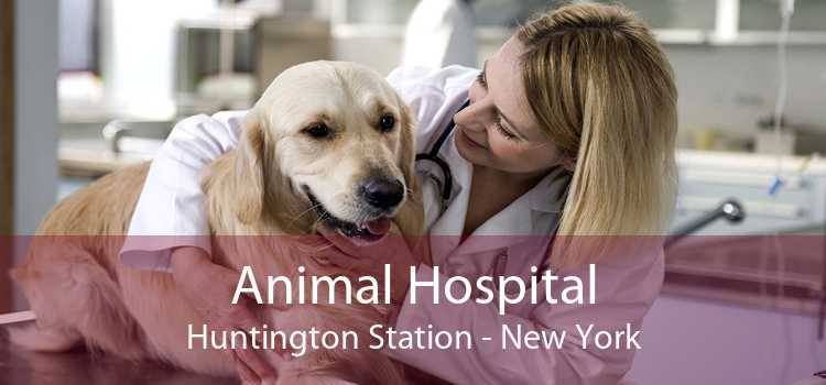 Animal Hospital Huntington Station - New York