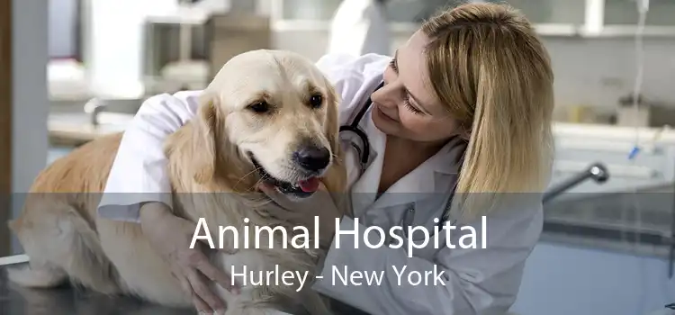 Animal Hospital Hurley - New York
