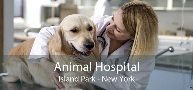 Animal Hospital Island Park - New York