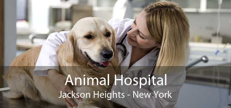 Animal Hospital Jackson Heights - New York